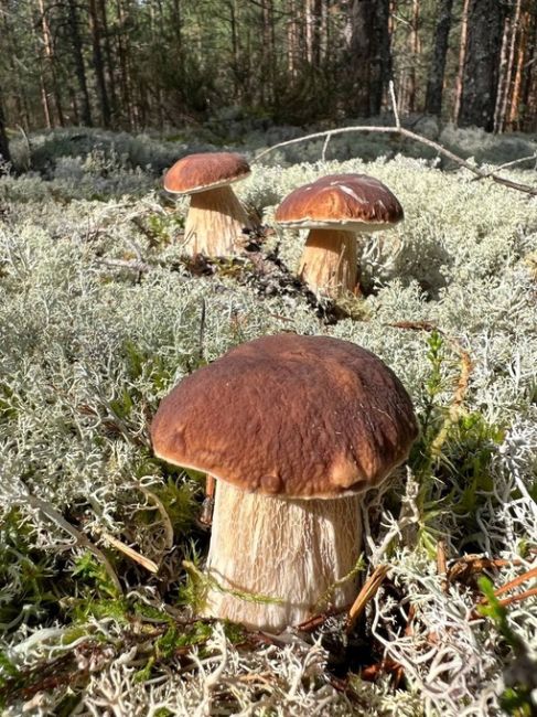 В Лужском районе Ленинградской области собирают целые корзинки белых грибов 
Грибная осень..