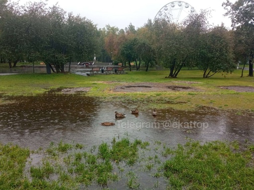 Уточки из парка Маяковского наслаждаются дождливой..