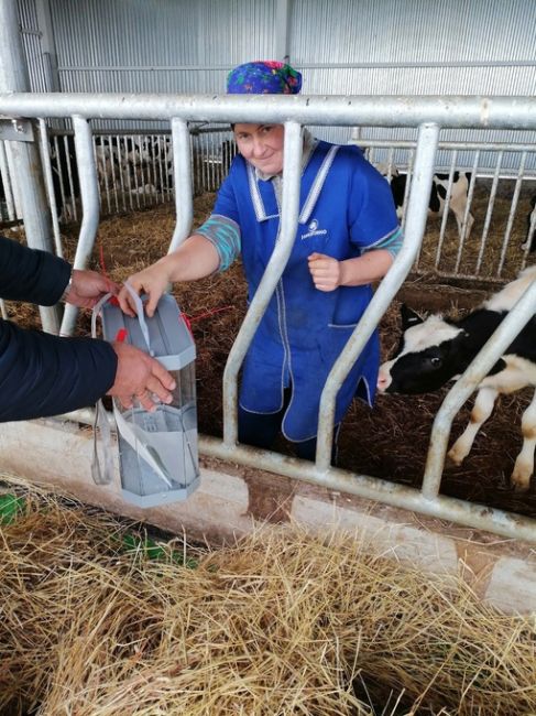 🐮Голосуют даже из коровников!  Ответственные нижегородцы, которые не могут оставить область без молока и..