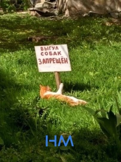 😁Котик выступает против своих главных..