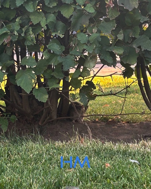 🐀 У парка ВДНХ поселились огромные крысы.  Они даже успели вырыть себе норы прямо вдоль прогулочных..