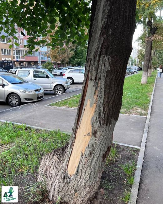 ❄🌳🚜  Полтора года назад при уборке снега на улице Генкиной рабочие повредили дерево.  Все стадии "лечения"..