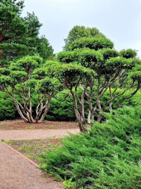 Большой розарий в Сокольниках  Фото Игорь..