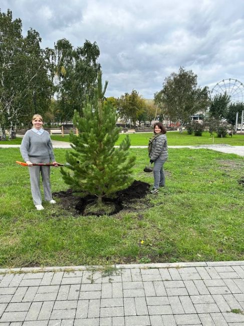 В «Саду камней» появилась сосновая аллея. Состоит она из 10 сосен. 
Фото: администрация..