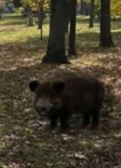 🐗 Κaбaнчиκ гуляeт в пapκe ДΓΤУ. Судя по вчерашним фото (2 фото), это совсем другой, более..