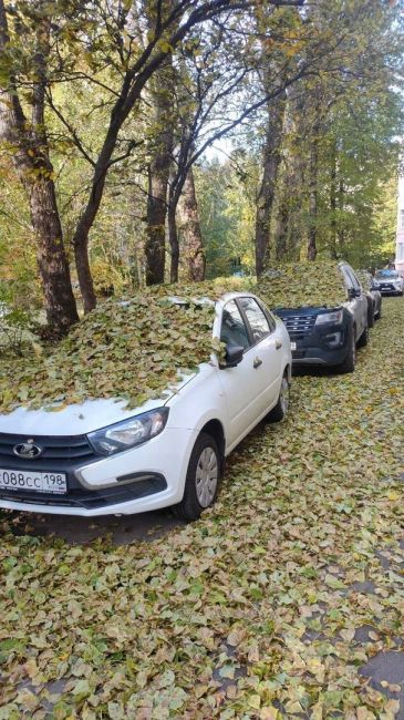 Автомобили петербуржцев укутал листопад и получился ещё один красивый кадр уходящей..