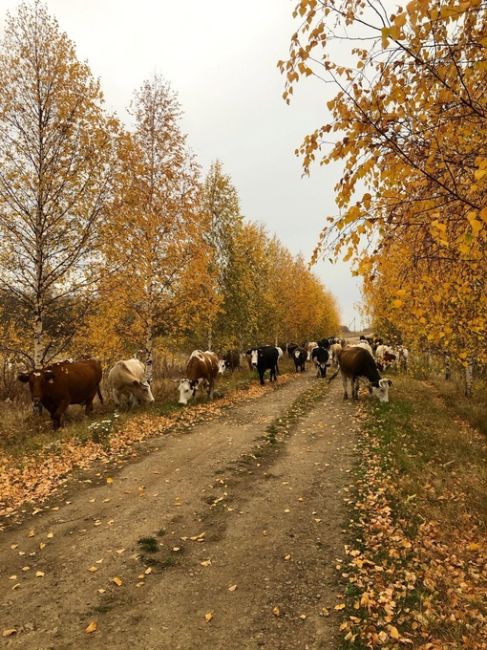 Село Грибаново, Сергачский..