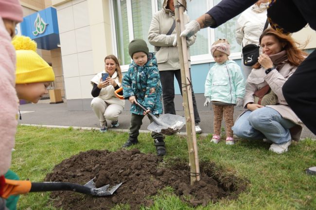 В школе и детских садах «Вересаево» (https://vk.com/mkrveresaevo) высадили платановые аллеи🍁  В рамках общегородского..