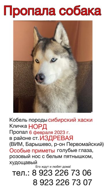 ПРОПАЛА СОБАКА 🐕  ВОЗНАГРАЖДЕНИЕ 40 000₽  ❗️Уже 8 месяцев разыскивается КОБЕЛЬ ХАСКИ НОРД ❗️
📣Просим..