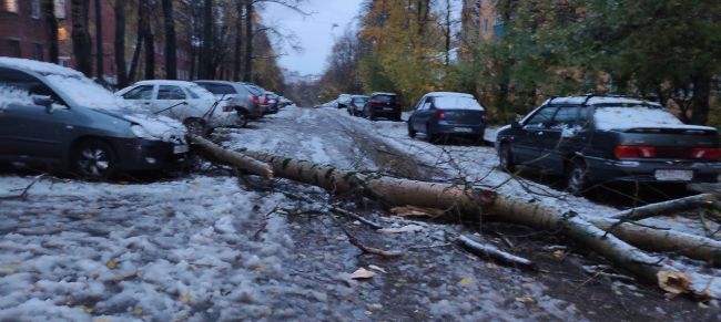 💨🪵🪓  Ветер повалил более 500 деревьев в Нижнем Новгороде.  Такую неутешительную цифру..