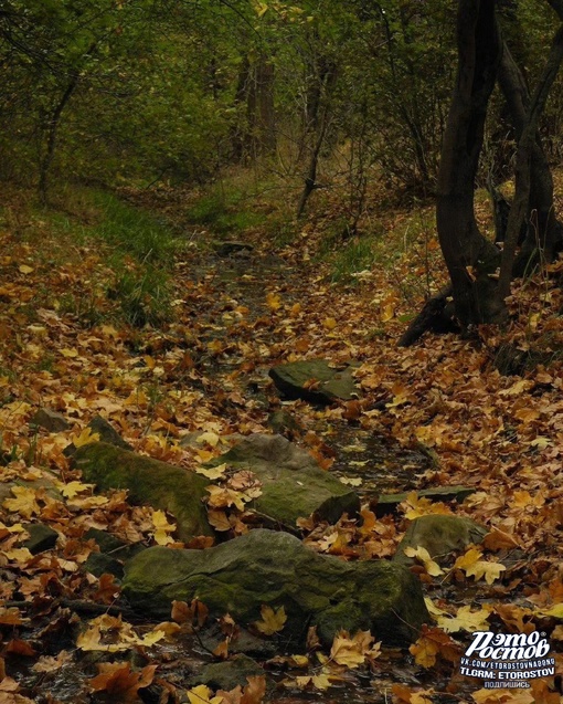 🍂 Осень в лесах Белокалитвенского..