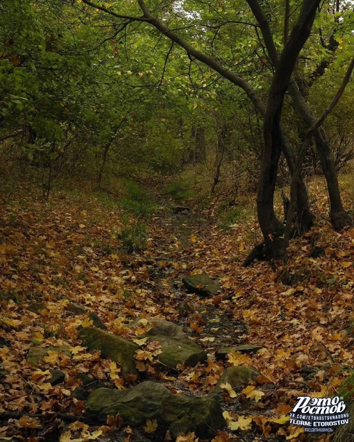 🍂 Осень в лесах Белокалитвенского..