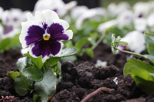 В Краснодаре до конца осени высадят 250 тысяч виол, тюльпанов и крокусов  🌸Цветы появятся на бульварах,..