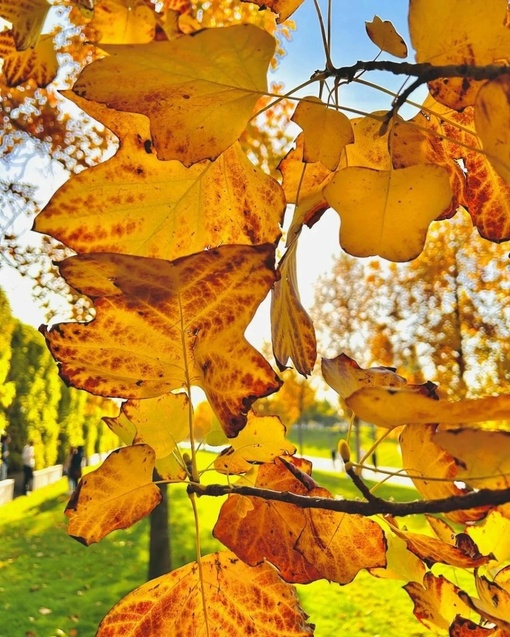 Наш по-осеннему солнечный парк «Краснодар»🍁  Фото: Федор..