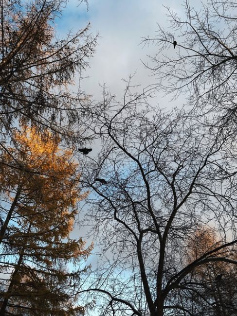 Живописный парк УрГУПС поздней осенью🍁❄
За фото спасибо нашему..