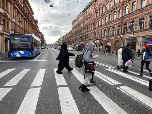 Кот Бегемот уже прибыл в Петербург. Прогулялся по Невскому и окрестностям, пообщался с местным..