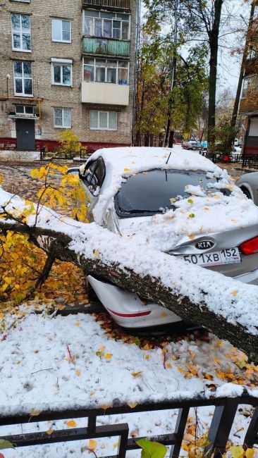 💨🪵🪓  Хотите взбодриться?  Ветер повалил более 200 деревьев в Нижнем Новгороде.  "К сожалению, надо понимать,..