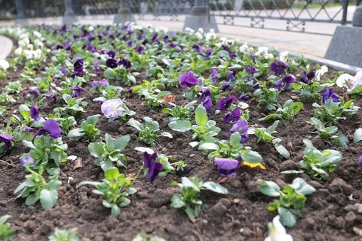 В Краснодаре до конца осени высадят 250 тысяч виол, тюльпанов и крокусов  🌸Цветы появятся на бульварах,..