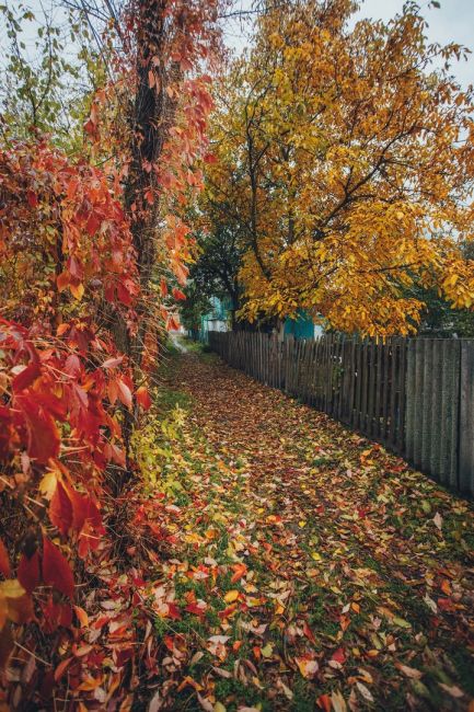 Яркая осень в Старочеркасской 🧡  Фото: Артём..