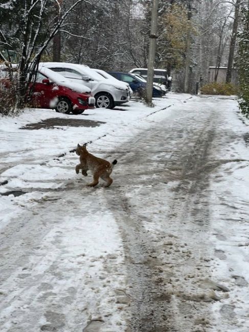 В Первоуральске на улицах города заметили маленькую..