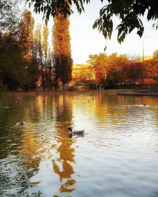 🍁Осенний Краснодар! 
Фото: Виктория..