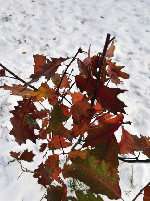 Живописный парк УрГУПС поздней осенью🍁❄
За фото спасибо нашему..