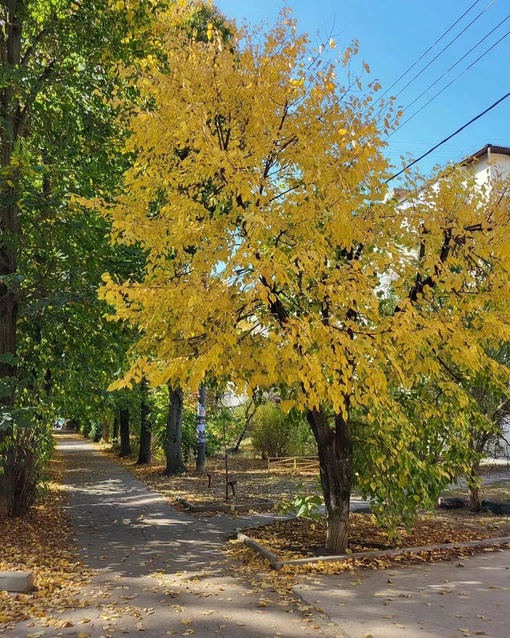 Октябрь на улице Стасова 🌞🍁🌞
Автор фото:..