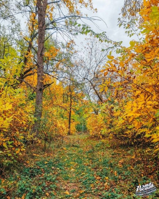 Красота осени в Багаевской..