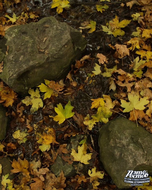 🍂 Осень в лесах Белокалитвенского..