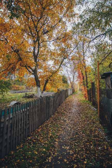 Яркая осень в Старочеркасской 🧡  Фото: Артём..