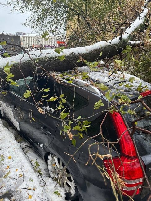 💨🪵🪓  Ветер повалил более 500 деревьев в Нижнем Новгороде.  Такую неутешительную цифру..