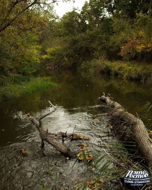 🍂 Осень в лесах Белокалитвенского..