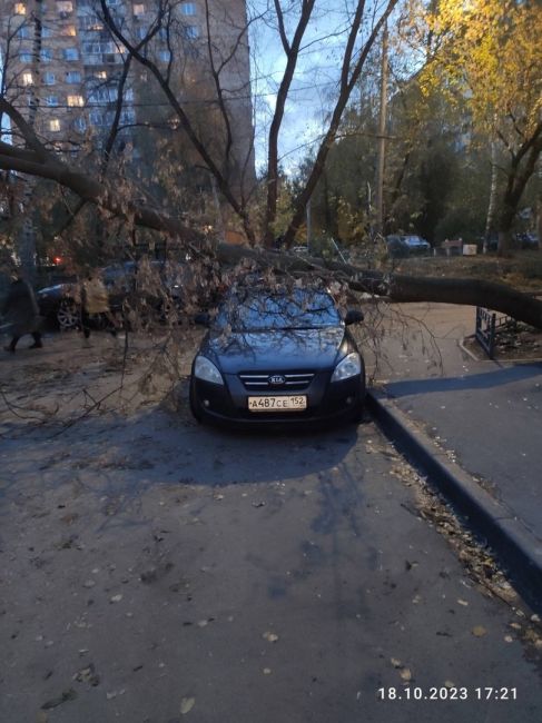 💨🪵🪓  Ветер повалил более 500 деревьев в Нижнем Новгороде.  Такую неутешительную цифру..