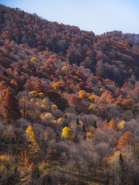 Немного зарисовок осеннего леса на границе Краснодарского края и Адыгеи, по дороге на Пшехский водопад у..