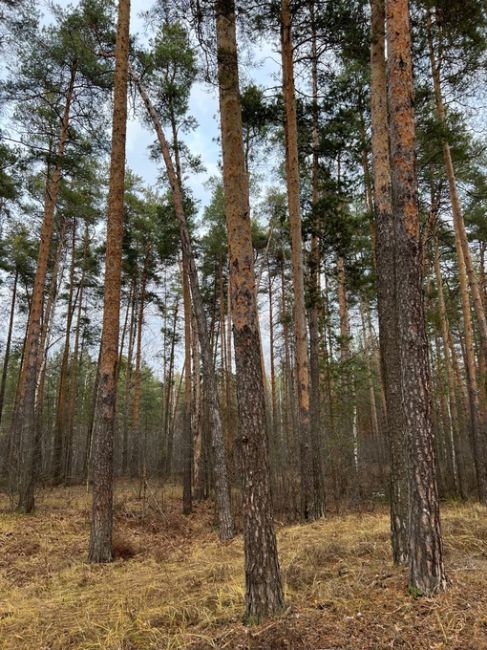 Лес рядом с поселком большое Козино💙  Фото Петра..