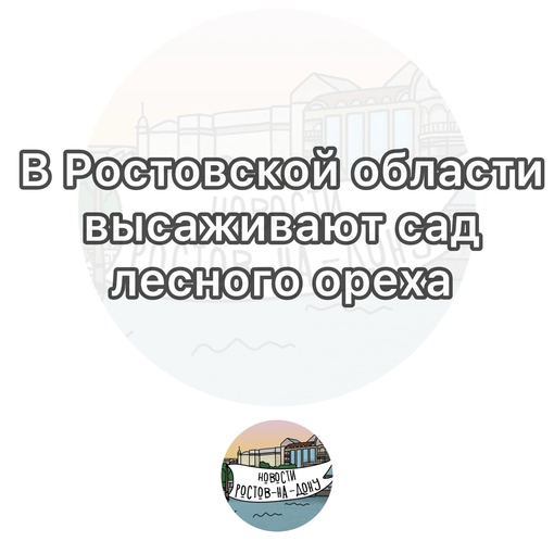 В Ростовской области высаживают сад лесного ореха - фундука  Он появится в Каменском районе, площадь..