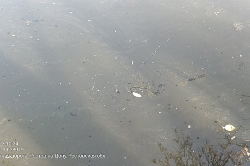 В Щепкинском лесу жители заметили, что в местном водоеме плавает какая-то пена  Они считают, что таким..