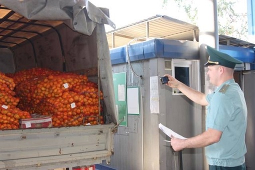 Первую тонну мандаринов привезли в Россию из Абхазии  🍊Коммерческие партии цитрусовой продукции из..