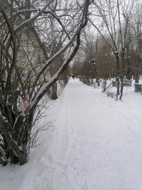 😢 В Кольцово заметили зайку, которого бросила..