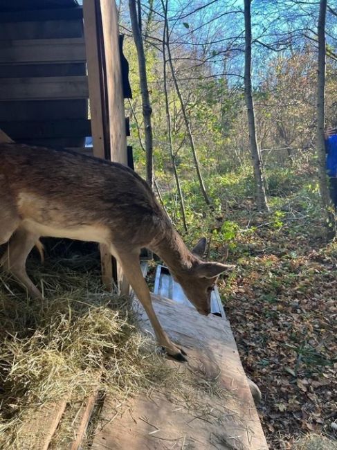 🦌 23 лани выпустили сегодня в заказник в Горячем Ключе.  В текущем месяце планируется ещё один такой выпуск...