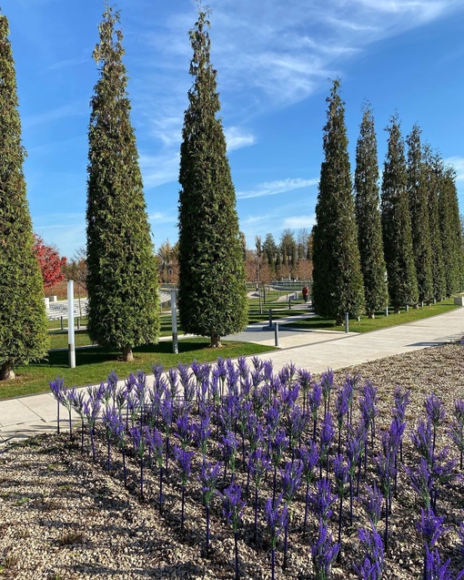 И снова в прекрасном парке
скоро «расцветёт»… 
светящийся шалфей!
💜🌸💜
Ждём Новогоднюю сказку!  Фото:..