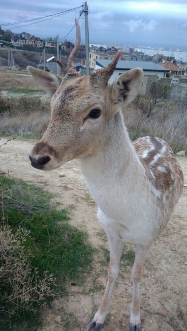 🦌 Молодой олененок гуляет в Анапе, Супсех.  Людей не боится и ест с рук. Главное чтобы его никто не..