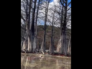 🌳На Кипарисовое озеро в Сукко пришла долгожданная..