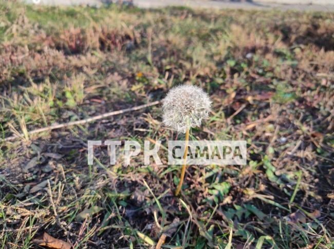 Клубника спеет, одуванчики цветут: погода в Самаре сведёт с ума в ноябре  Выяснили, сколько еще продержится..