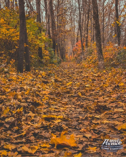 🍂 Осень в Темерницкой роще. Белочки запасаются на..