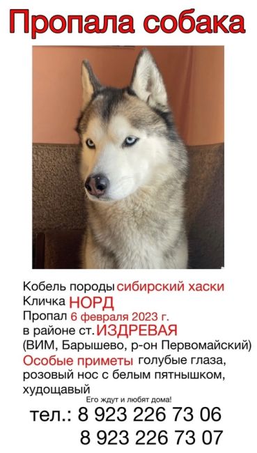 ПРОПАЛА СОБАКА 🐕  ВОЗНАГРАЖДЕНИЕ 40 000₽  ❗️Уже 9 месяцев разыскивается КОБЕЛЬ ХАСКИ НОРД ❗️
📣Просим..