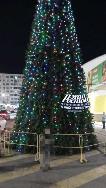 🎄 Новогодние ели уже установили на Западном (Золотой Вавилон), и на Северном (возле..