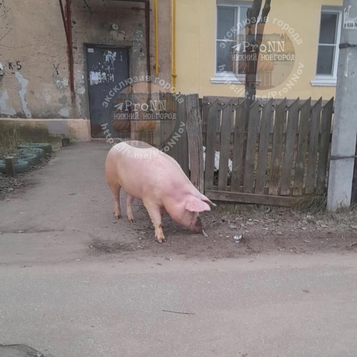 Кто потерял на выходных своего друга? На улице Ясной гуляет..