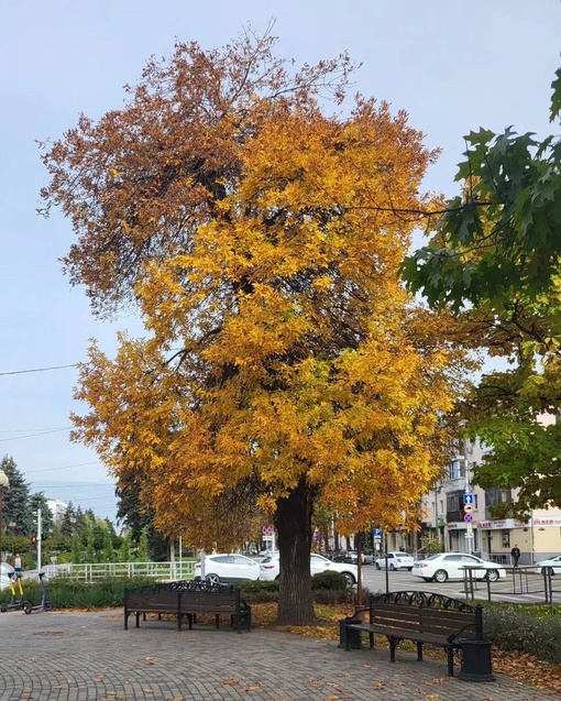 Осенний Краснодар 🍂  Фото..