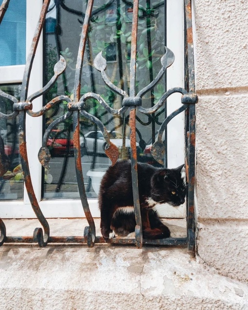 Подборка краснодарских котиков для отличного настроения 🐈  Фото: Анна..